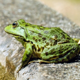 Are Frogs the Answer to Your Sniffles?